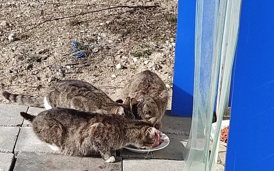 
        Zbiórka Żebry na karmę wrzesień - zdjęcie główne
    
