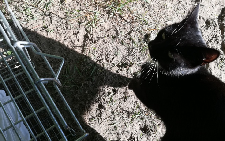
        Zbiórka Drobniutka Aronia prosi o pomoc - zdjęcie główne
    