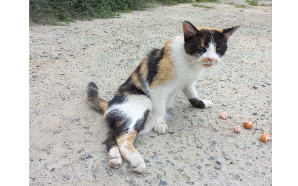 Zbiórka Kiciunia - w bólu wołała o pomoc - zdjęcie główne