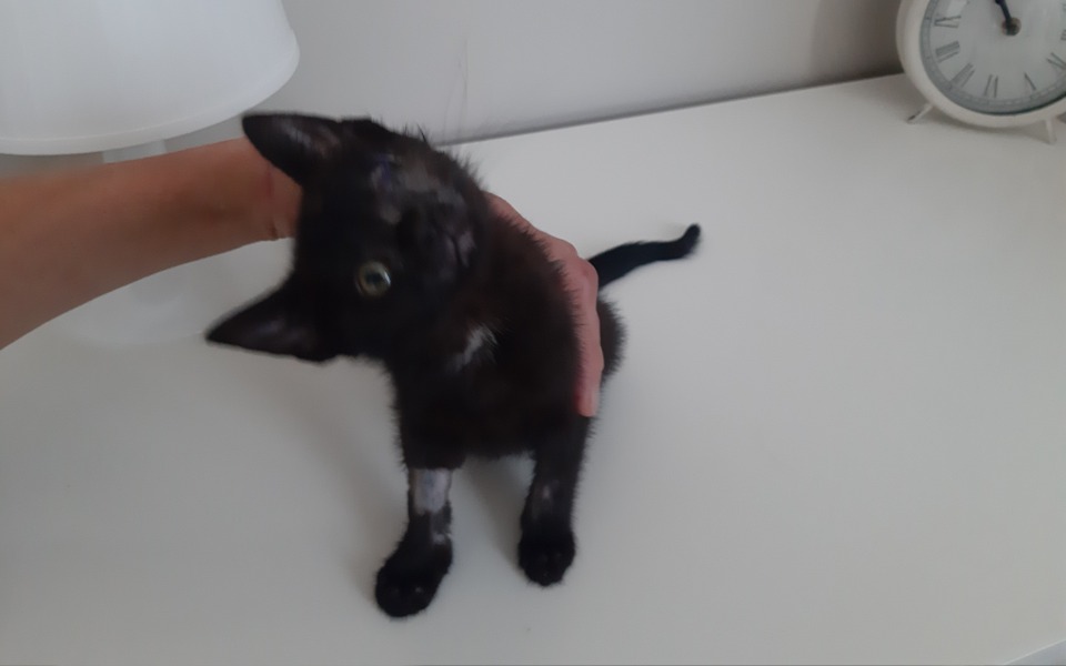 
        Zbiórka Daj w łapę na dobry cel - zdjęcie główne
    