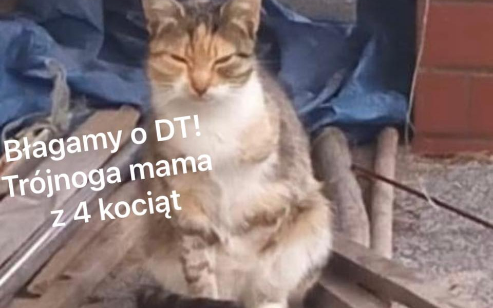 
        Zbiórka DT dla kociąt i kotki bez łapki - zdjęcie główne
    