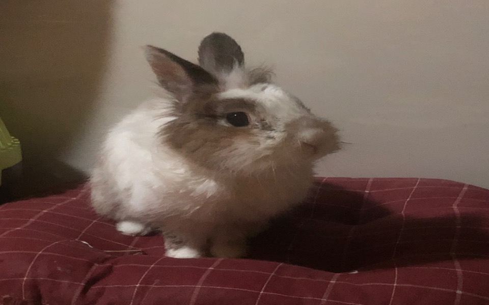 
        Zbiórka Na kojec dla Yuki - zdjęcie główne
    