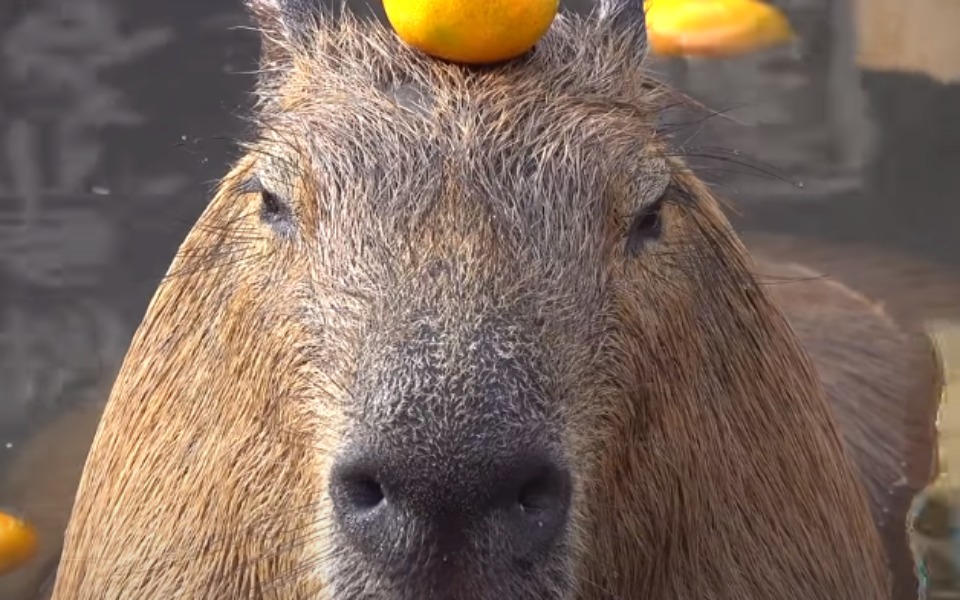 
        Zbiórka Serwer w grze Minecraft - zdjęcie główne
    