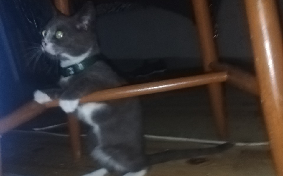 
        Zbiórka julka posiada guza mózgu - zdjęcie główne
    