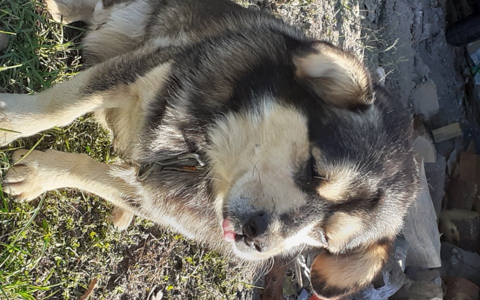 
        Zbiórka Pomóż choremu piaskowi - zdjęcie główne
    