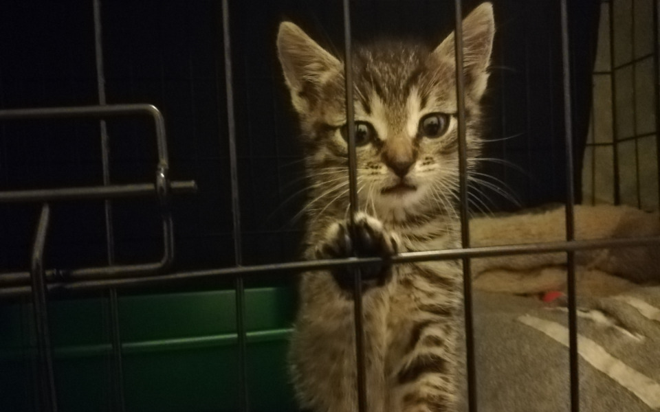 Zbiórka Kiermasz na Kocie Łakocie 5 - zdjęcie główne