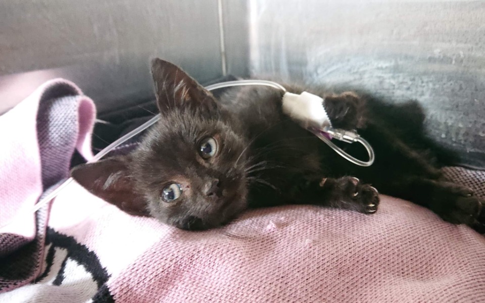 
        Zbiórka Ratujemy maleńkiego Bogusia - zdjęcie główne
    