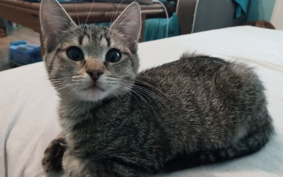 
        Mały kotek leżący na poduszce, z dużymi oczami.
    