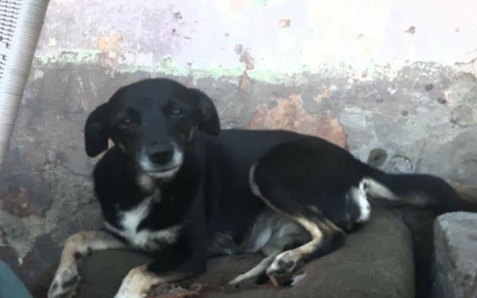 
        Zbiórka Nutka ze stada psów- RATUJEMY - zdjęcie główne
    