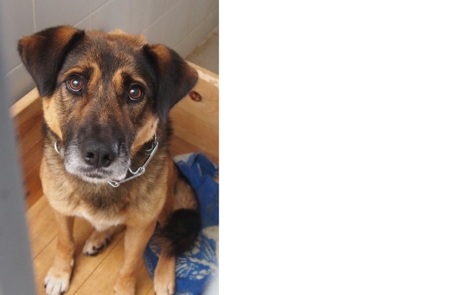 
        Zbiórka Zbiórka na zwierzaki w potrzebie - zdjęcie główne
    