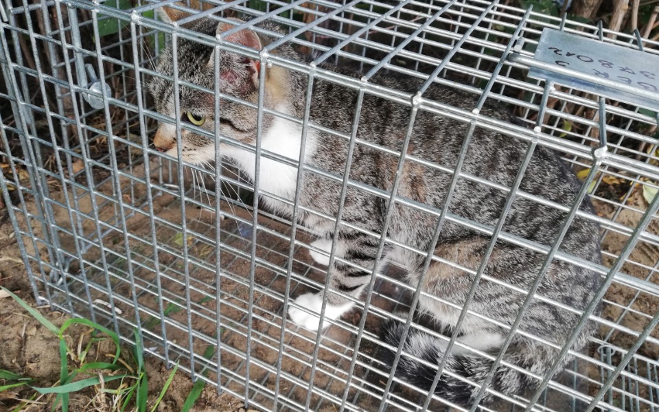 
        Zbiórka Aria kotka z kociego piekła - zdjęcie główne
    