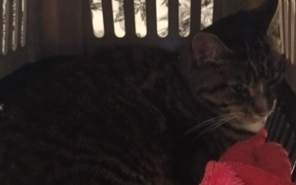 Zbiórka Na pomoc dla Fifi - zdjęcie główne