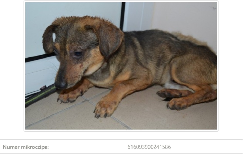 
        Mały piesek z mikroczipem, szukający swojego miejsca.
    