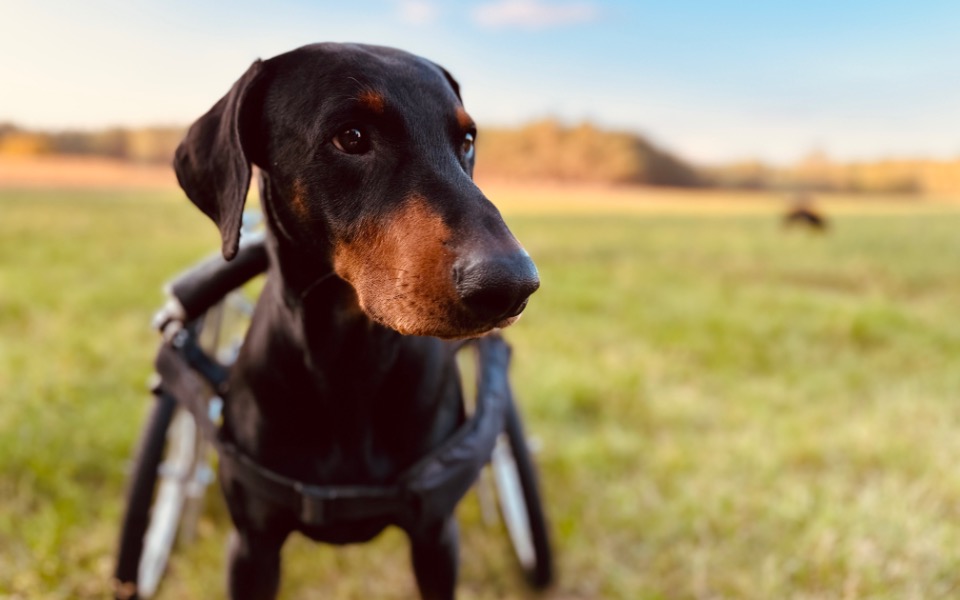 
        Zbiórka Na wózek Aresa - zdjęcie główne
    