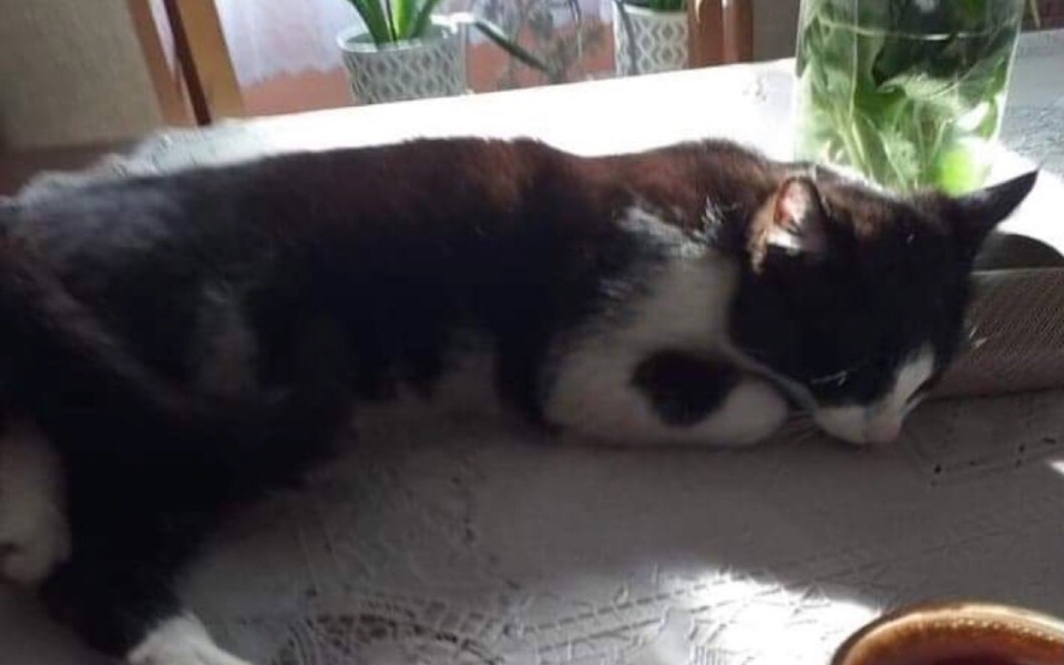 
        Zbiórka Kicia walczy o życie z FIP - zdjęcie główne
    