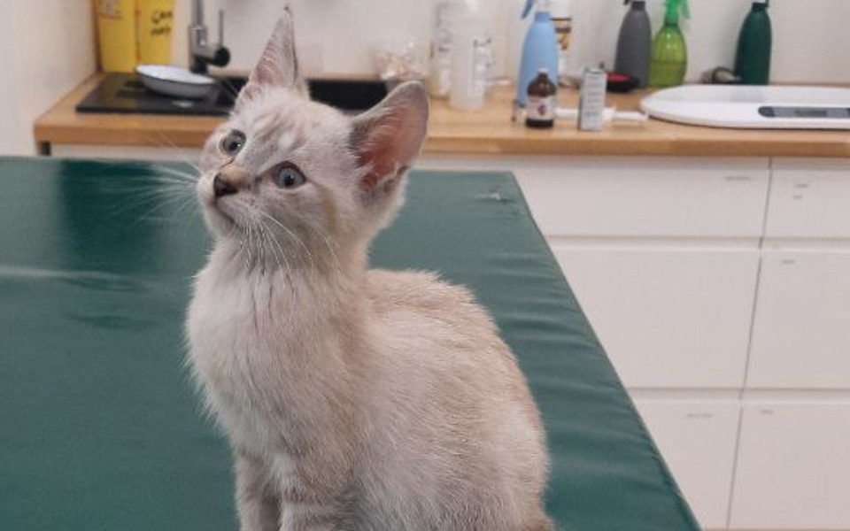 
        Zbiórka Charli jest śmiertelnie choryFIP - zdjęcie główne
    