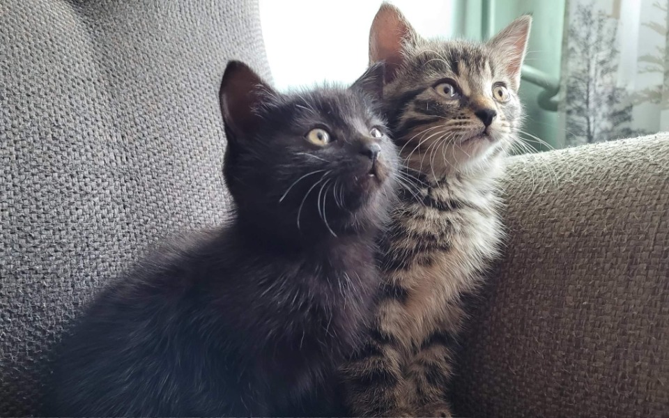 
        Zbiórka Pomoc porzuconym kociakom - zdjęcie główne
    