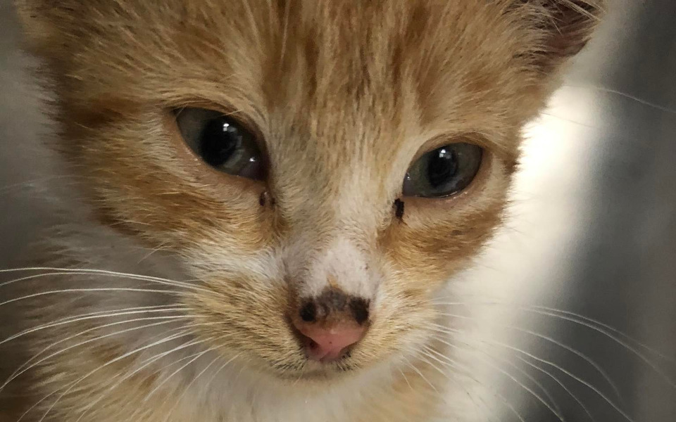 
        Zbiórka Podrzucony na działki Avenger - zdjęcie główne
    