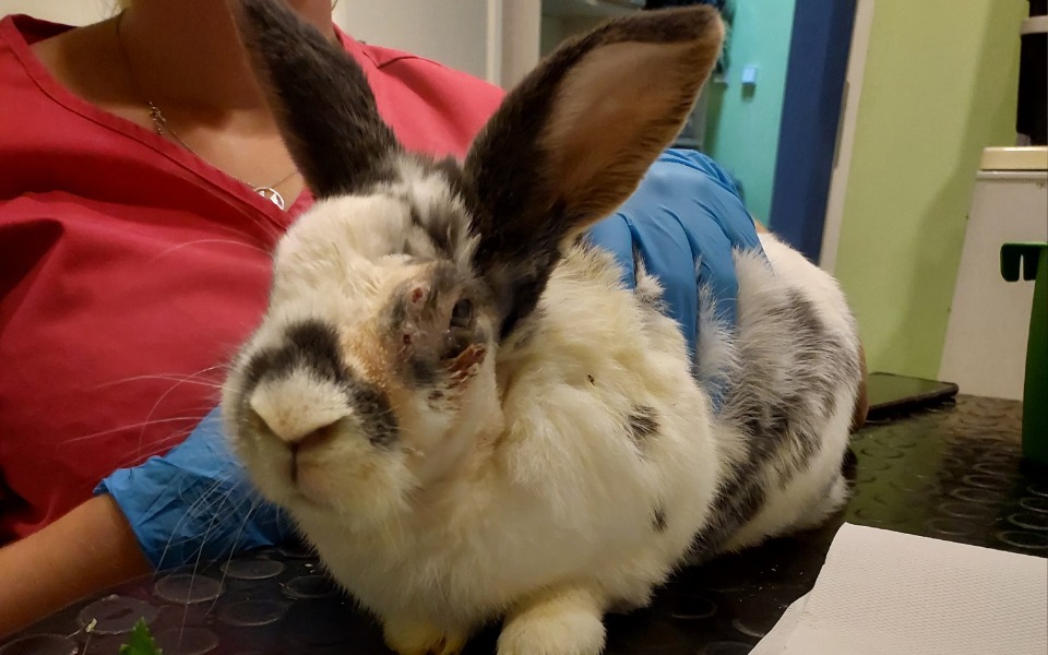 Zbiórka Leczenie i rehabilitacja Nevilla - zdjęcie główne