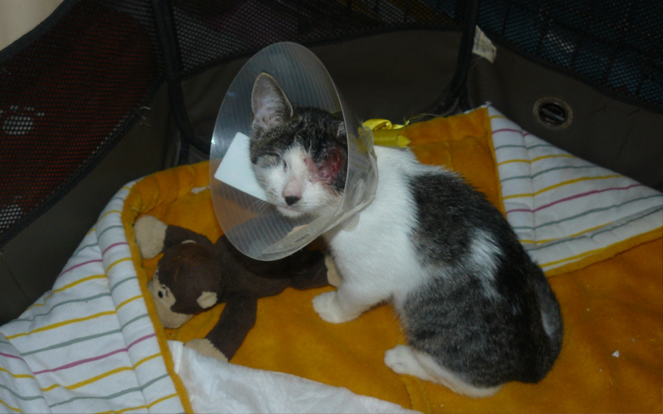 
        Zbiórka ZOSIA prosi o pomoc... - zdjęcie główne
    