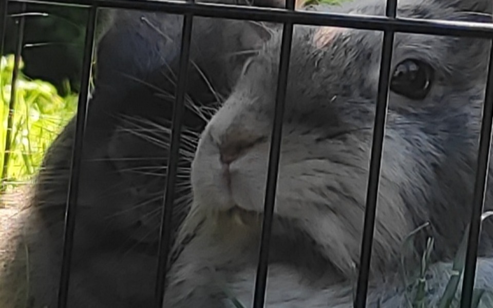 
        Zbiórka Pomoc maksiowi i tofikowi - zdjęcie główne
    