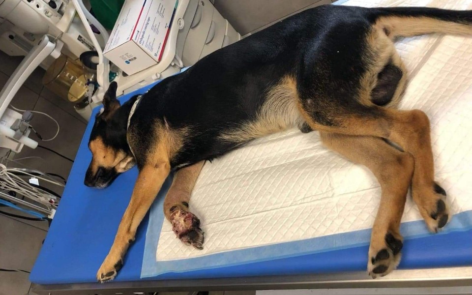 
        Zbiórka Sam.. i bez łapy. - zdjęcie główne
    