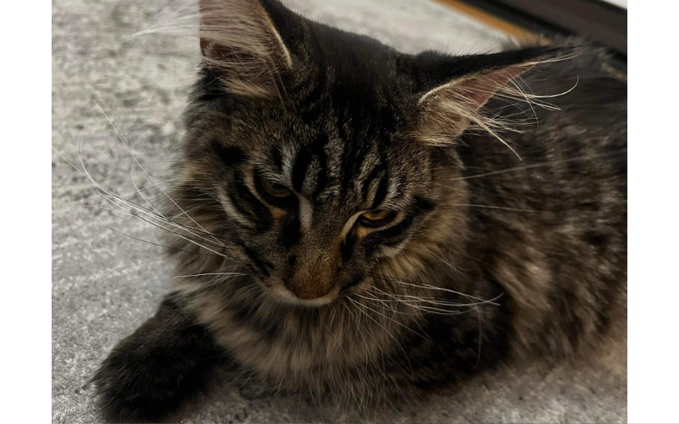 Zbiórka Edzio walczy o życie pomóżcie - zdjęcie główne