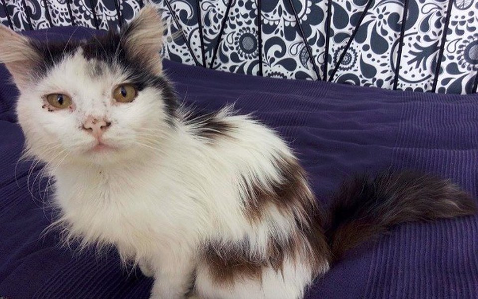 
        Zbiórka Ćwierć oddechu wiejskiego kota - zdjęcie główne
    