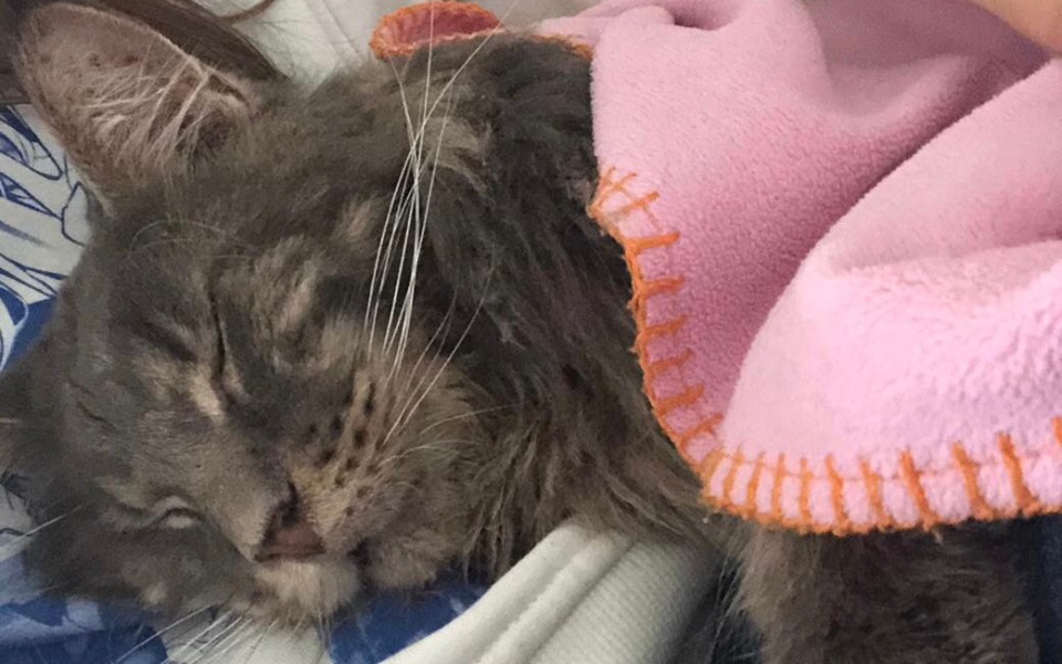 
        Kot śpiący w ramionach opiekuna.
    