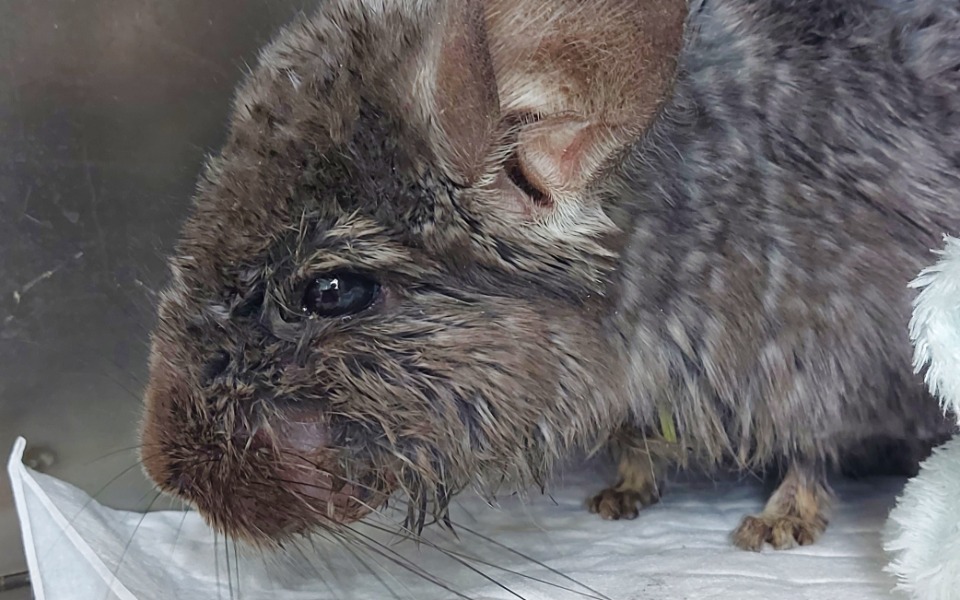 
        Zbiórka Leczenie Brukselki - zdjęcie główne
    