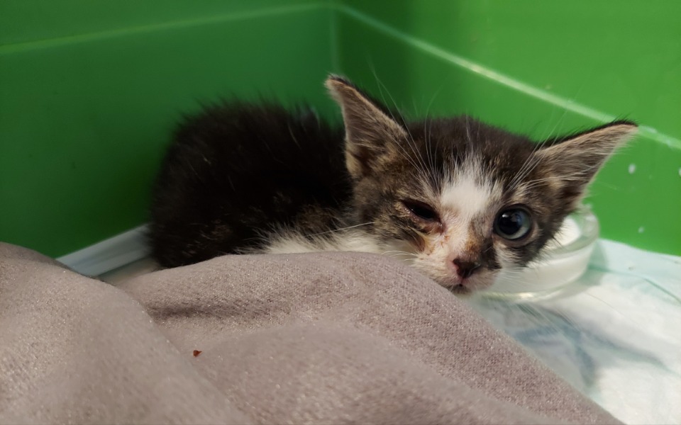 
        Zbiórka Na leczenie malutkiego Guzika - zdjęcie główne
    