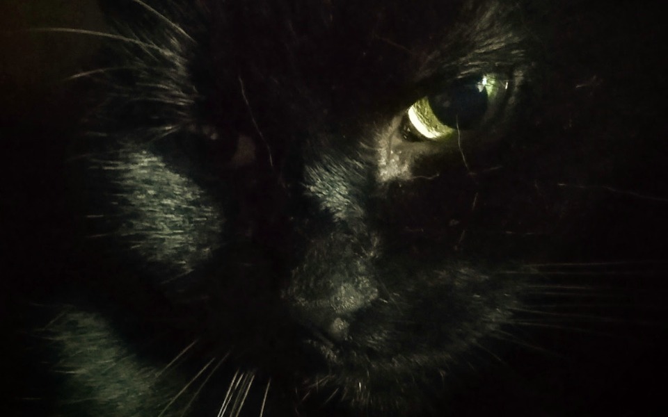 
        Zbiórka leczenie pięknej kotki - zdjęcie główne
    