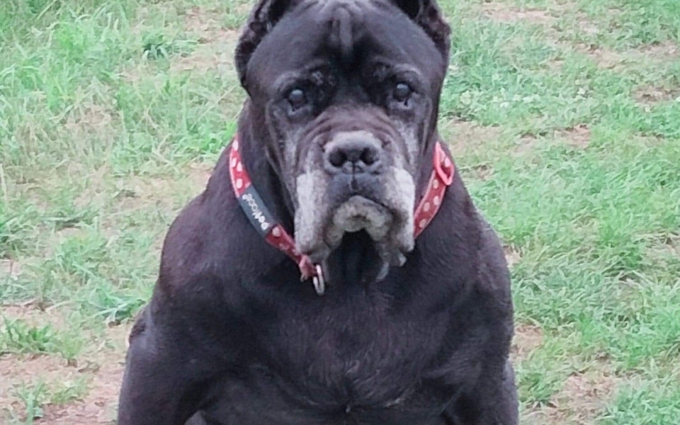 
        Zbiórka Leon - cane corso z Wrocławia - zdjęcie główne
    