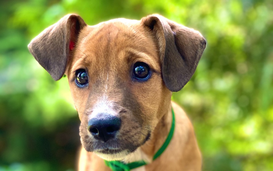 
        Zbiórka Operacja dla młodej suni - zdjęcie główne
    