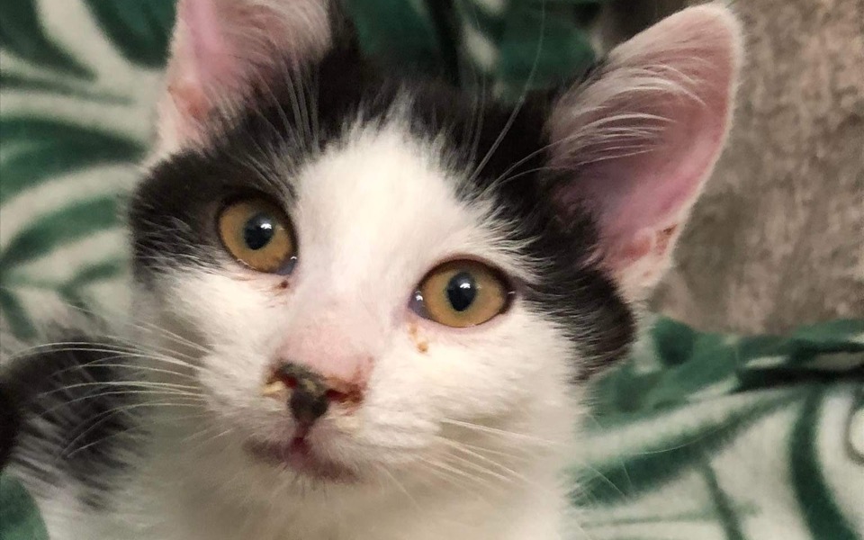 
        Zbiórka DzieńZwierzątKociakomNaŻycie - zdjęcie główne
    