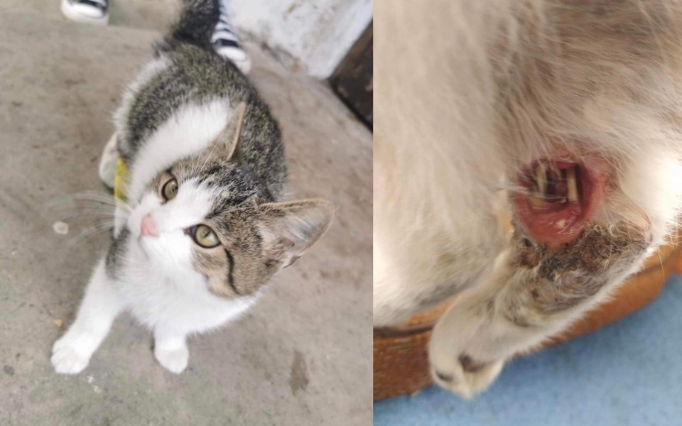 
        Zbiórka Amputacja łapki małego kotka - zdjęcie główne
    