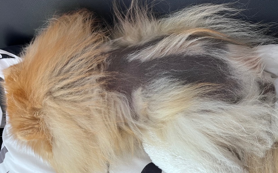 
        Zbiórka Leczenie Alopeci X Chico - zdjęcie główne
    