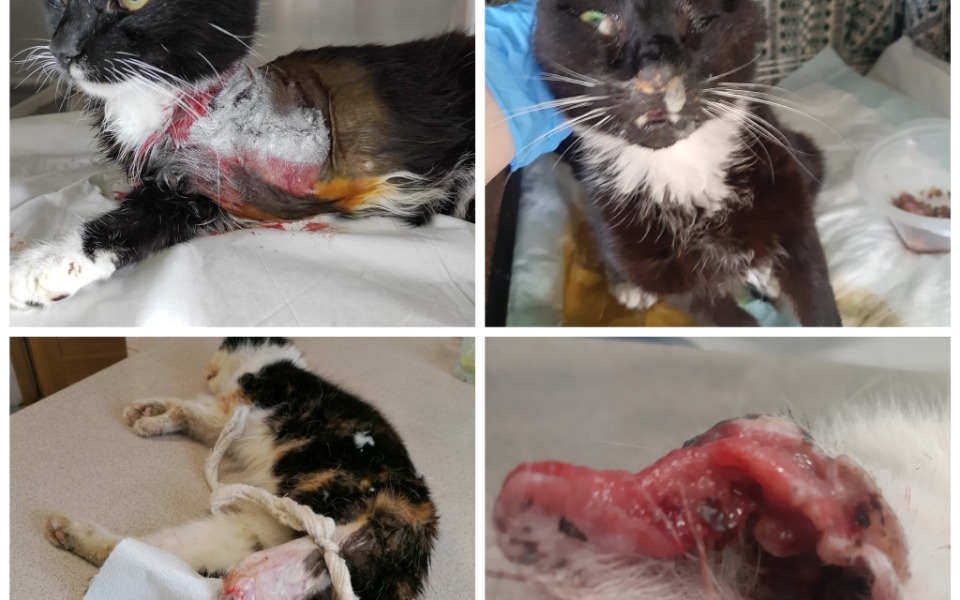 
        Zbiórka Urodzinowa skarbonka - zdjęcie główne
    