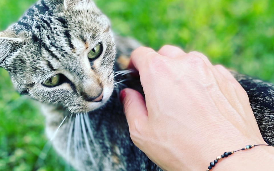 
        Zbiórka Kocurka Gaja kontra FIP - zdjęcie główne
    