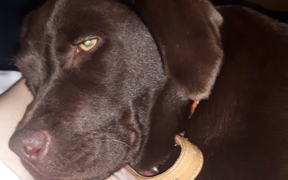 
        Zbiórka Zbieramy na operacje Amber - zdjęcie główne
    