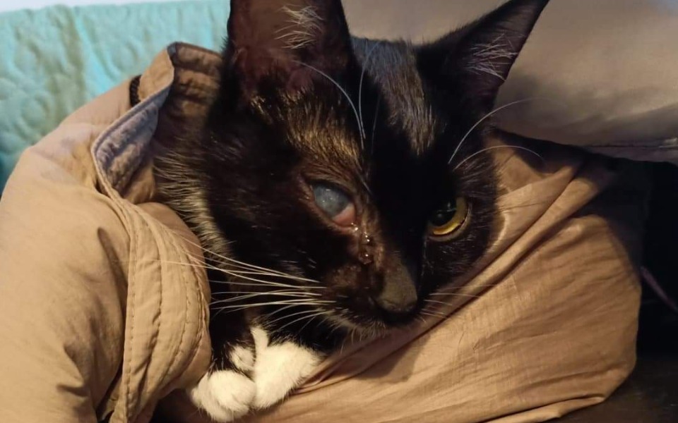 
        Zbiórka Walka ze śmiercią o kocie życie - zdjęcie główne
    