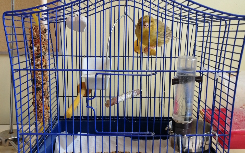 
        Zbiórka Klatka dla kanarka - zdjęcie główne
    