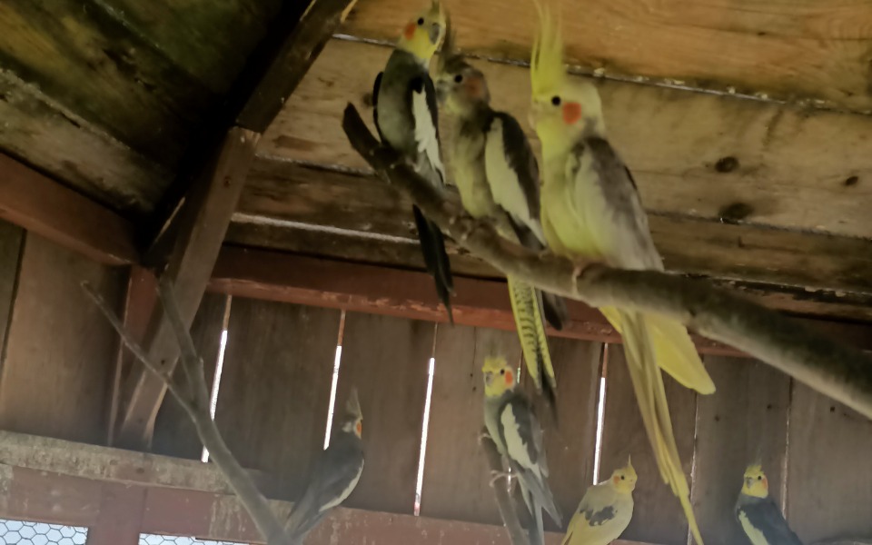 
        Zbiórka Pilne papugi dzikie zwierzęta - zdjęcie główne
    