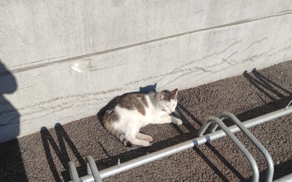 
        Zbiórka Pomóżmy przetrwać im zimę - zdjęcie główne
    