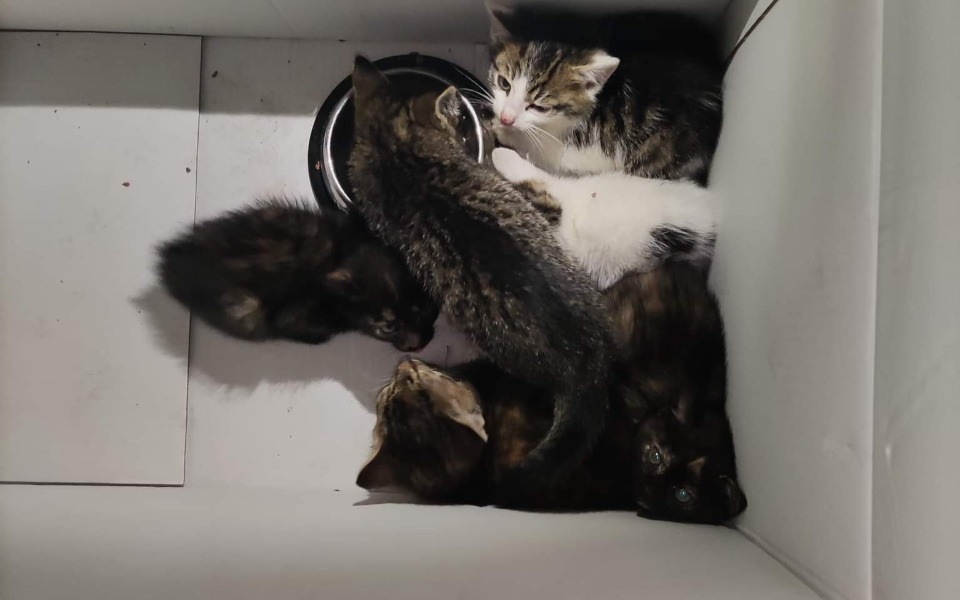 
        Zbiórka Kociaki z lasu. Zbiórka na karmę - zdjęcie główne
    