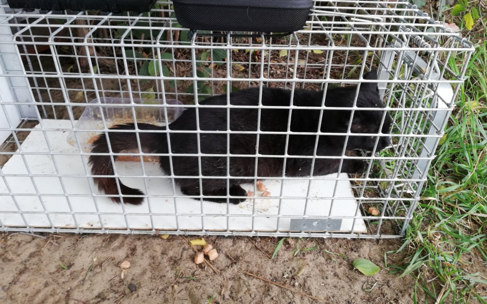 
        Zbiórka Chronos - zdjęcie główne
    