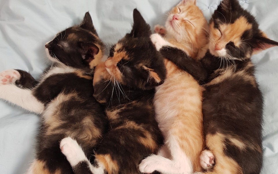 
        Zbiórka Urodziny kociary-zamiast kwiatka - zdjęcie główne
    