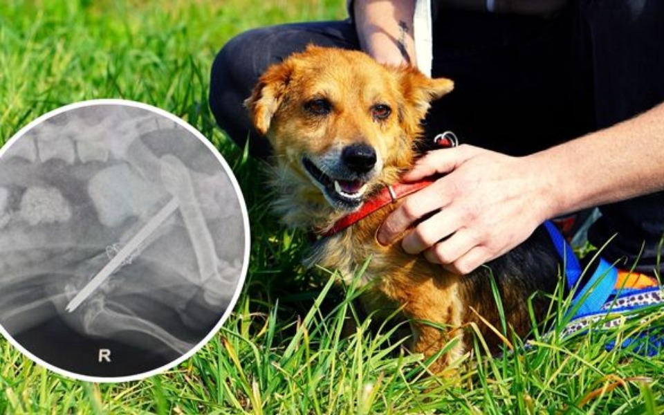 
        Zbiórka Uwolnijmy Pinka od bólu - zdjęcie główne
    