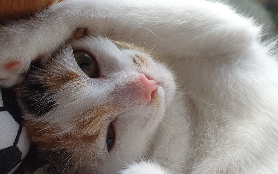 
        Zbiórka Leczenie Anieli - zdjęcie główne
    