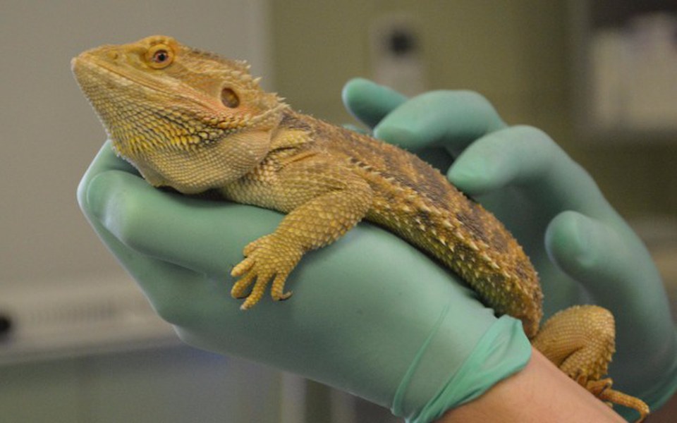 
        Zbiórka Pieniądze dla jaszczurów <3 - zdjęcie główne
    